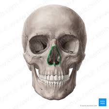 <ul><li><p>holes where cartilage for the nose would be located</p></li><li><p>under the eye sockets </p></li></ul><p></p>