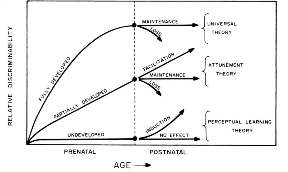<ul><li><p>X axis :</p><ul><li><p>prenatal (before birth )development is left of dotted line</p></li><li><p>Postnatal (after birth) development is right of dotted line</p></li></ul></li><li><p>y axis: how good is relative discriminability (perceptually between different stimuli)</p></li></ul><p></p>