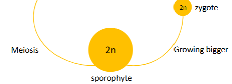 <p>zygote and sporophyte </p>