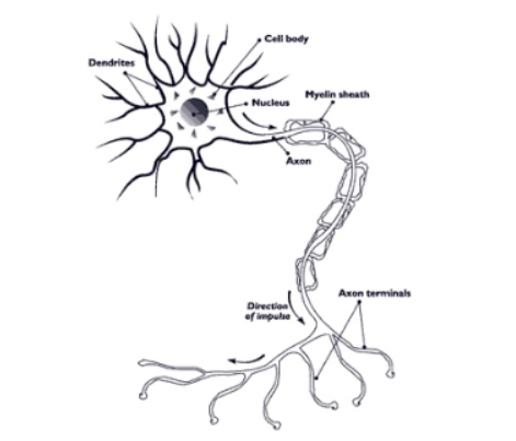 <p><span>2 Types of cells in Nerve Tissue&nbsp;</span></p><p></p>