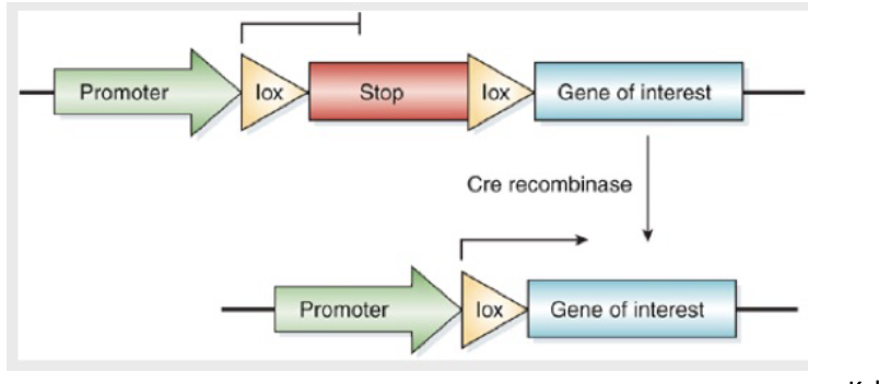 <p>Variations on using the CRE-LOX system</p><p>If cre was expressed under control of a liver- specific promoter, what would this system allow?</p>