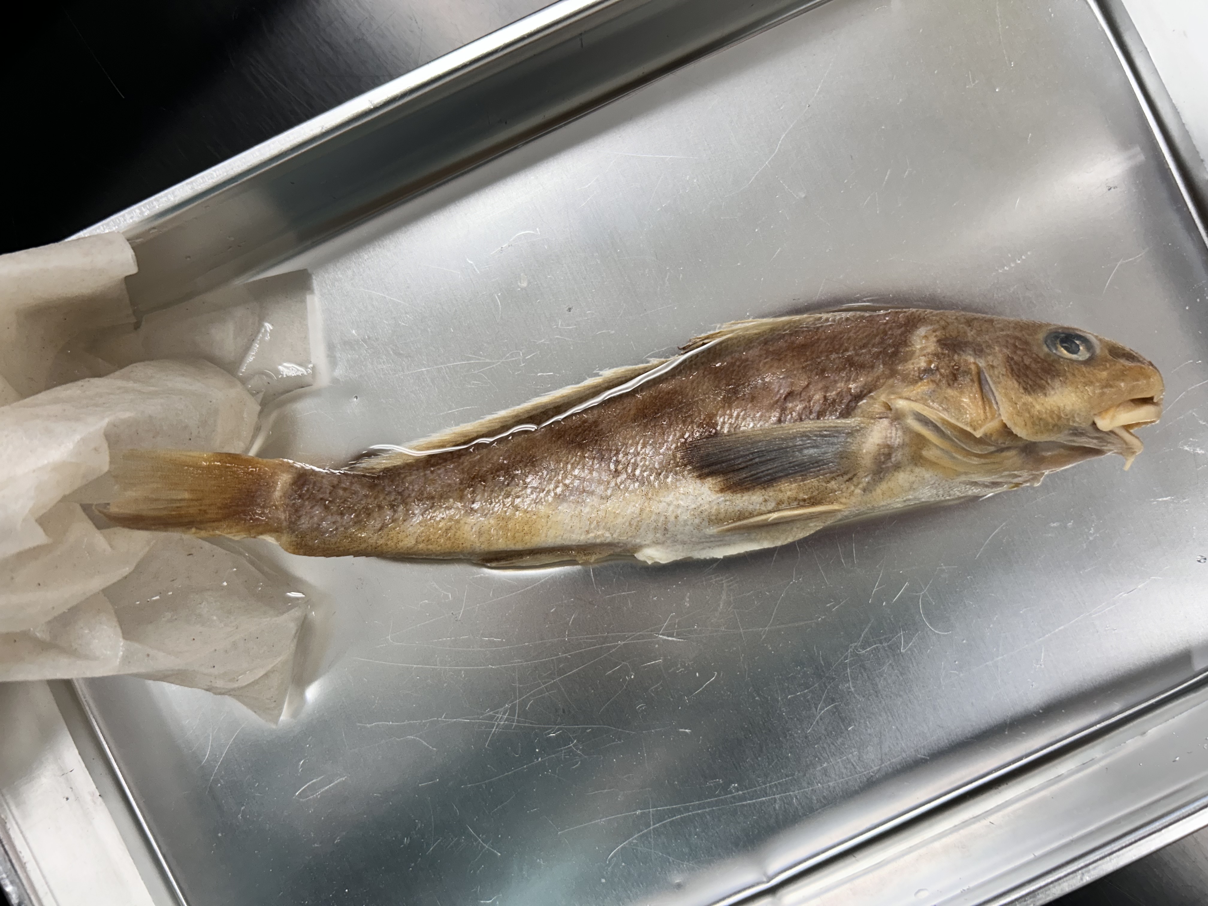 <p>southern kingfish</p>