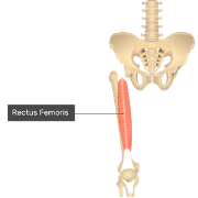 **O:** anterior inferior ischal spine/acetebular rim

**I:** tibial tuberocity via patella tendon