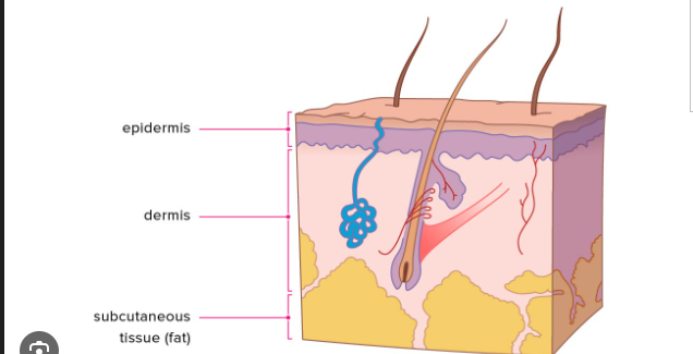 <ul><li><p>loose connective and adipose(insulation&amp; padding)</p></li></ul>