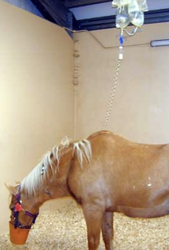 <p>-hypoglycemia</p><p>-high bilirubin</p><p>-high bile acids</p><p>-high ammonia</p><p>-clotting anomalies</p><p>-protein changes (decreased albumin, increased globulin)</p>