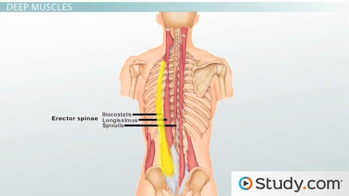 <p>Extension</p><ul><li><p>iliocostalis</p></li><li><p>longissimus</p></li><li><p>spinalis</p></li></ul><p>Lateral flexion</p><ul><li><p>iliocostalis</p></li><li><p>longissimus</p></li><li><p>spinalis</p></li></ul><p></p>