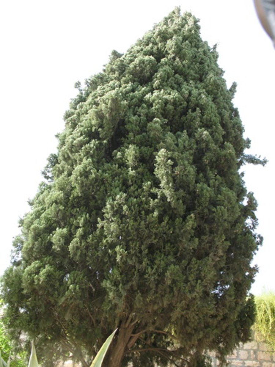 <p>cây</p>