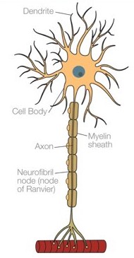 What kind of neuron is this?