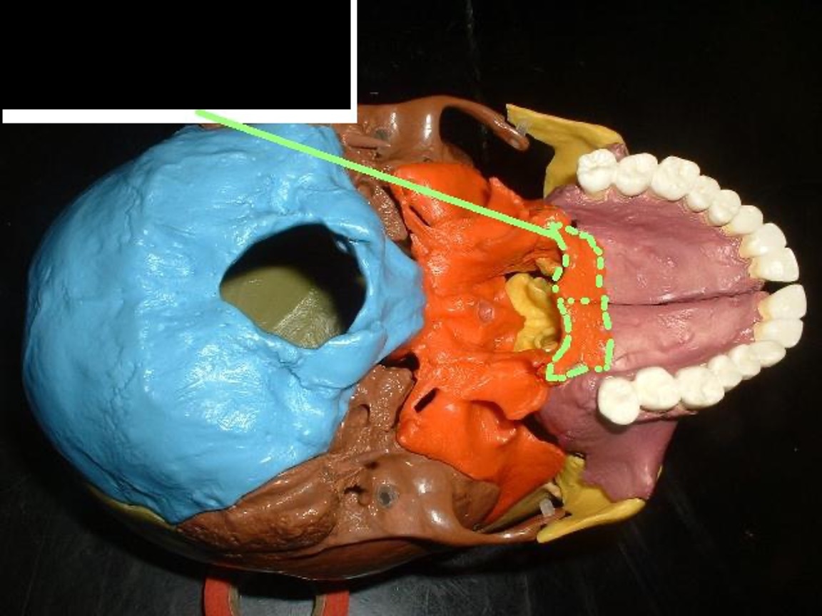 <p>where the pterygoid process connects</p>