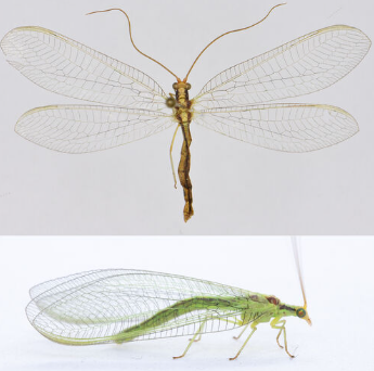 <p><span>Zeer zeldzaam. Slechts twee recente waarnemingen van imago’s in Zuid-Limburg. Grote, groene gaasvlieg met gelige kop en twee donkerrode zijstrepen op de rugzijde van het gehele lijf. De vleugeladering is grotendeels zwart, de lengteaders zijn groen.</span></p>