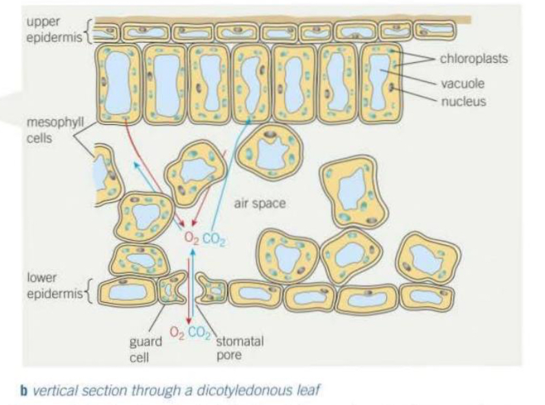 <ul><li><p>Has many small pores, called stomata which open and close, and so no cell is far from a stoma and therefore the diffusion pathway is short.</p></li><li><p>Large surface area of mesophyll cells for rapid diffusion.</p></li><li><p>Thin (short diffusion distance).</p></li><li><p>Air-spaces that occur throughout the mesophyll so that gases can readily come in contact with mesophyll cells.</p></li></ul><p></p>