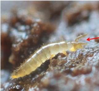 <p>no eyes</p><p>no antennae</p><p>no pigmentation </p><p>no wings</p><p>no cerci/terminal filament</p><p>cone-shaped head</p><p>forelegs as antennae</p><p>very small - under 2 mm</p>