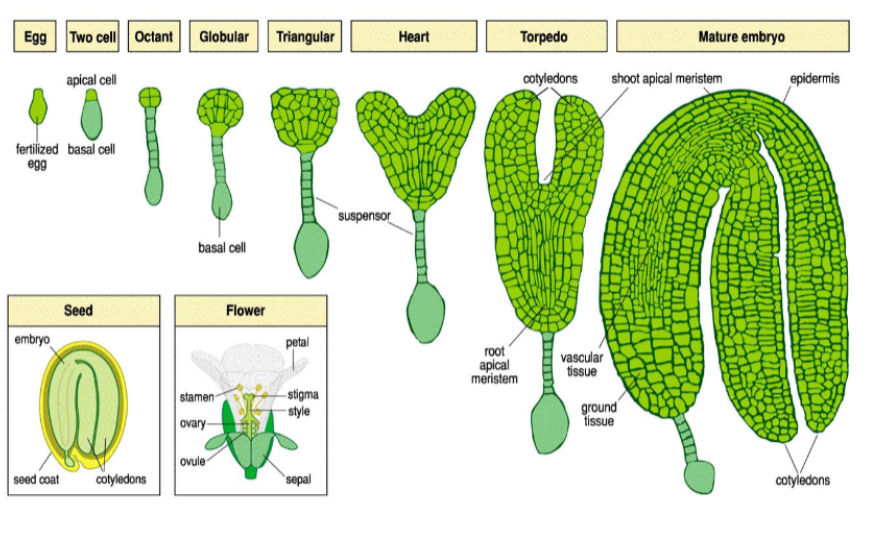<ol><li><p><strong><span>Two-Cell Stage</span></strong><span>:</span></p></li></ol><ul><li><p><span><span>After fertilization, the zygote undergoes asymmetric cell division, resulting in an upper apical cell and a lower basal cell. The basal cell develops into the suspensor, which connects the embryo to the maternal tissue and facilitates nutrient transfer.</span></span></p></li></ul><ol start="2"><li><p><strong><span>Globular Stage</span></strong><span>:</span></p></li></ol><ul><li><p><span><span>The apical cell divides further, forming a spherical structure known as the globular stage. This is the first stage where the structure is recognized as an embryo proper</span></span></p></li></ul><ol start="4"><li><p><strong><span>Torpedo Stage</span></strong><span>:</span></p></li></ol><ul><li><p><span><span>The cotyledons elongate, and the embryo takes on a torpedo shape. This stage is characterized by the differentiation of the shoot and root meristems, which will give rise to the plant's above-ground and below-ground structures.</span></span></p></li></ul><ol start="5"><li><p><strong><span>Mature Stage</span></strong><span>:</span></p></li></ol><ul><li><p><span><span>The final stage of embryogenesis results in a fully developed embryo, which includes the shoot apical meristem, hypocotyl, root meristem, cotyledons, and root cap. At this point, the embryo is ready for dormancy and eventual germination when conditions are favorable.</span></span></p><p></p></li></ul><p></p>