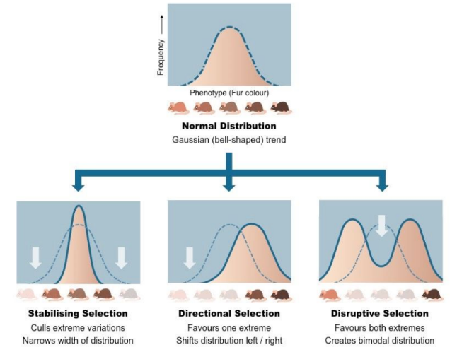 <p>Phenotypic distribution:</p><ul><li><p>Stabilising selection</p></li><li><p>Directional selection</p></li><li><p>Disruptive selection</p></li></ul>