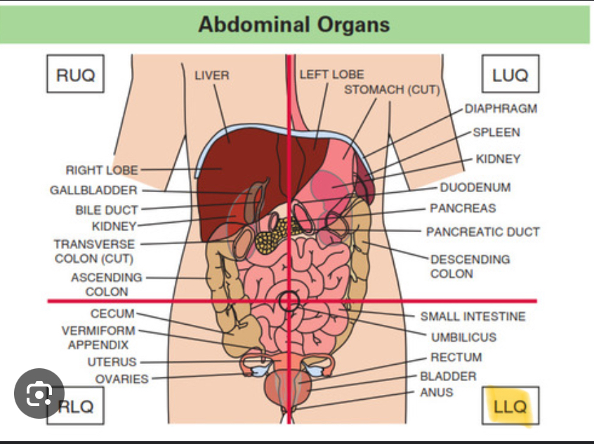 <p>Left ovary, Sigmoid colon </p>
