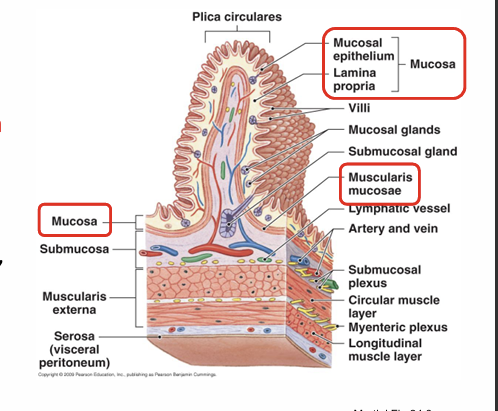 <p>Composition mucosa?</p>