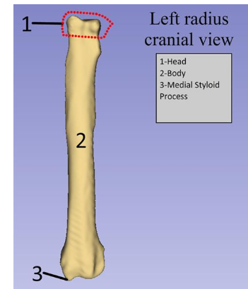 <p>Body (radius)</p>