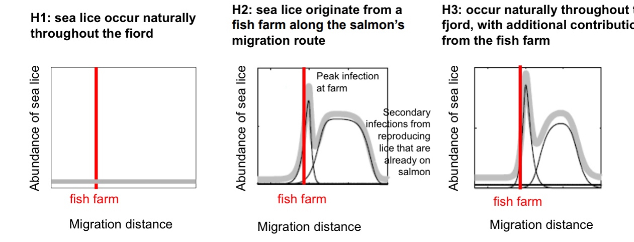 <ul><li><p>Hypothesis 1: if sea lice occur naturally, expect abundance of the lice has nothing to do with where the farm is</p></li><li><p>Hypothesis 2: if lice was coming from the farm, expect fishes to hatch without fish lice, come through the farm, and pick them up</p><ul><li><p>Secondary infections from reproducing lice that are already on salmon</p></li></ul></li><li><p>Hypothesis 3: occur naturally throughout the fjord, with additional contributions from the fish farm</p></li></ul><p></p>