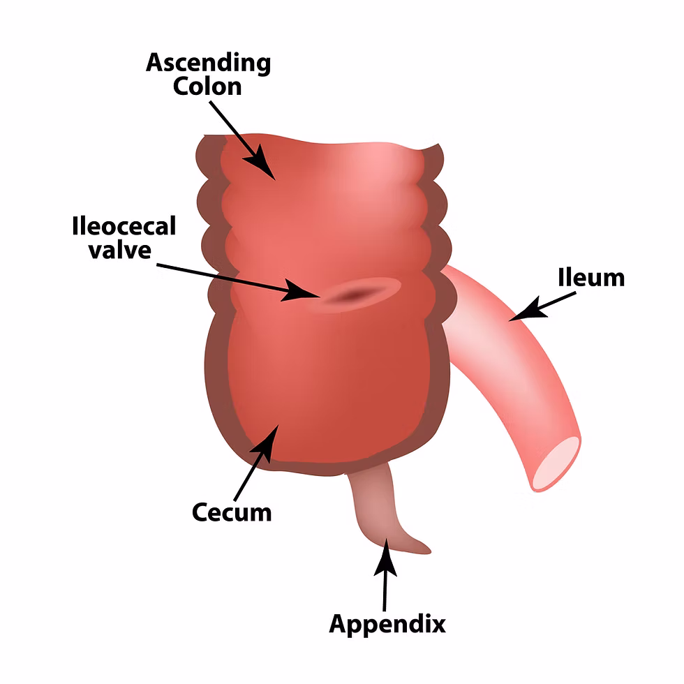<p>The <strong><em><em></em></strong><strong><em></em></em></strong> is the valve that regulates the passage of chyme from the small intestine to the large intestine.</p>