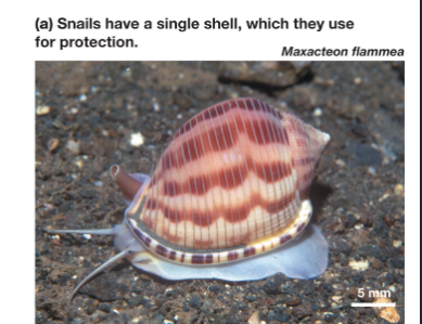 <p>phylum molluska, snails, have stomach foot, shell apart from slugs</p>