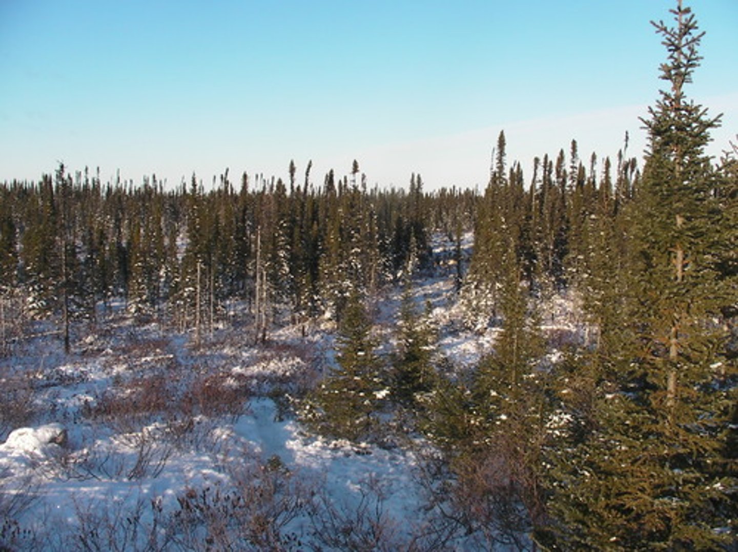 <p>- Long, cold winters and short mild summers<br><br>- Precipitation can be variable - low to fairly heavy </p><p>-precipitation exceeds evapotranspiration<br><br>- Considerable snowfall, leading to spring snowmelts<br><br>- Leads to low soil biota activity and slow decomposition</p><p></p>