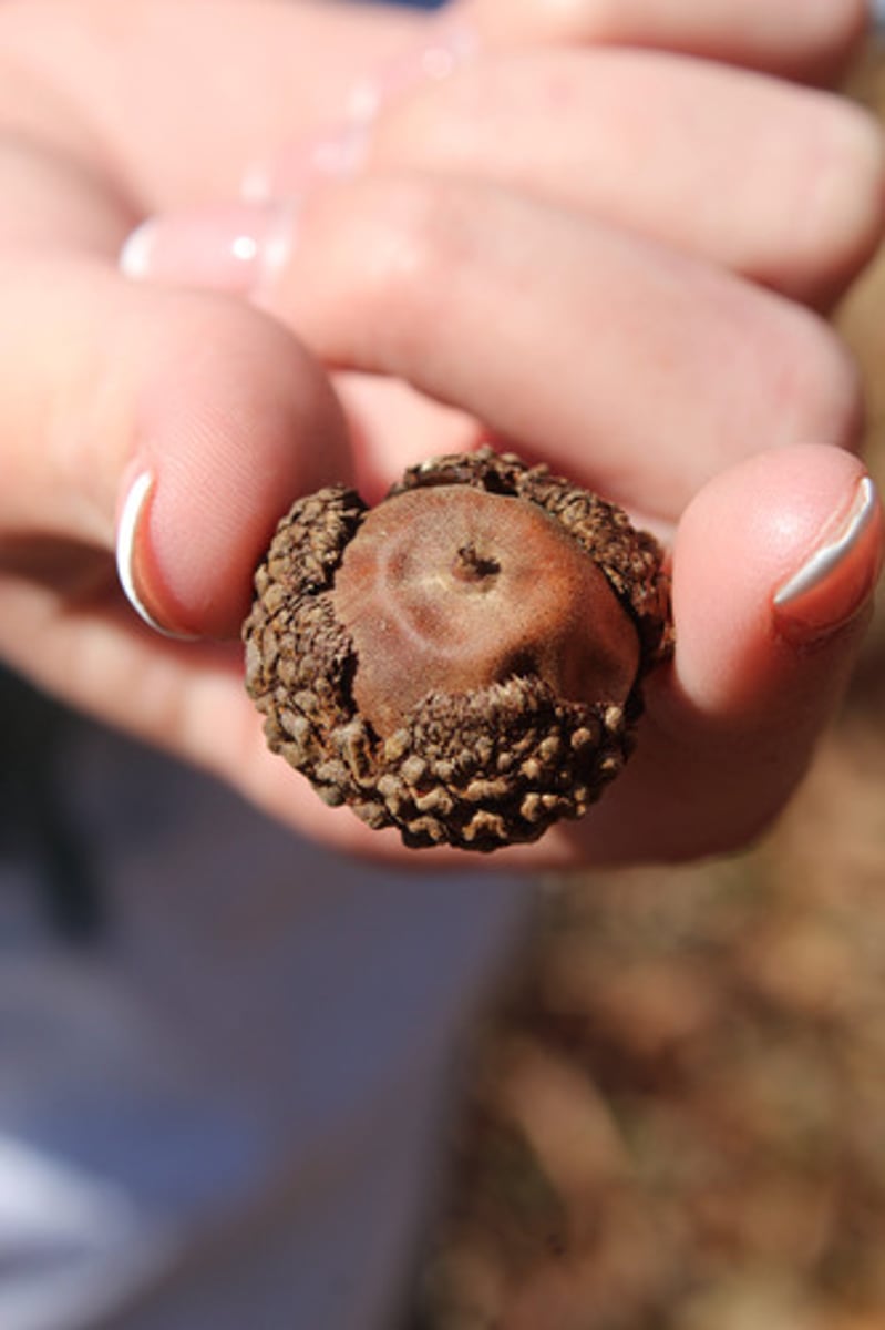 <p>what is the name of the tree whose acorn is pictured here?</p>