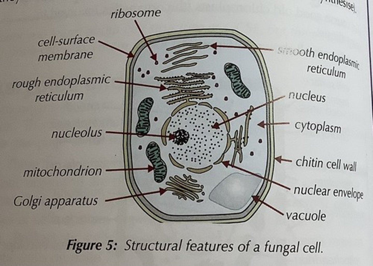 <p>Their cell walls are made of chitin, not cellulose.<br>They don't have chloroplasts because they don't need to photosynthesise</p>