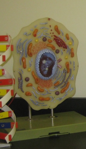<p>Cellular Level</p>