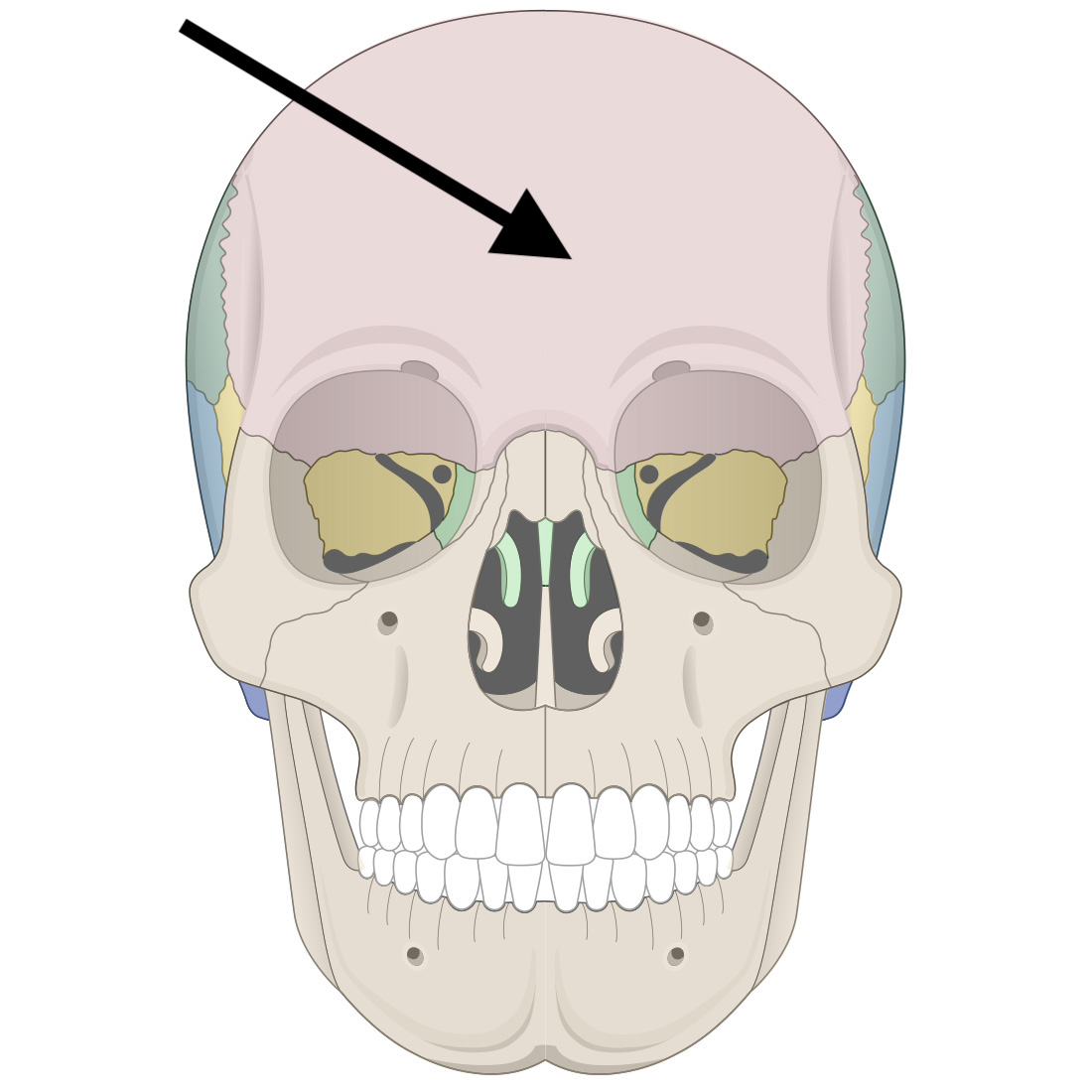 <p>Name the bone</p>