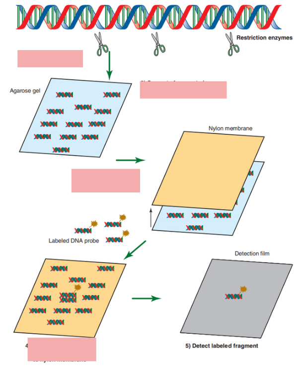 <p>Describe the Southern Blot procedure</p>