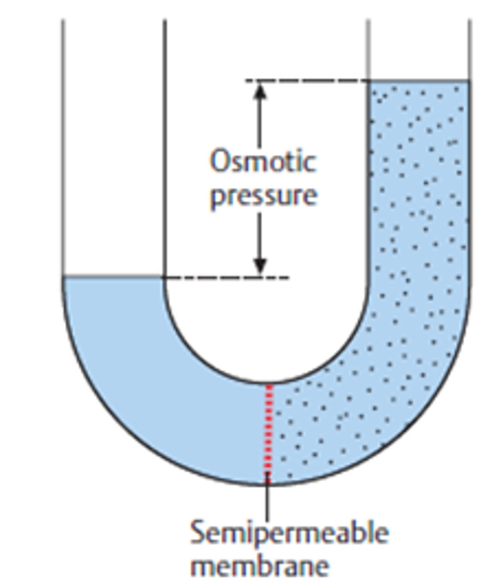 <p>More salt, more water wants to more there → defined as Osmotic Pressure.</p>