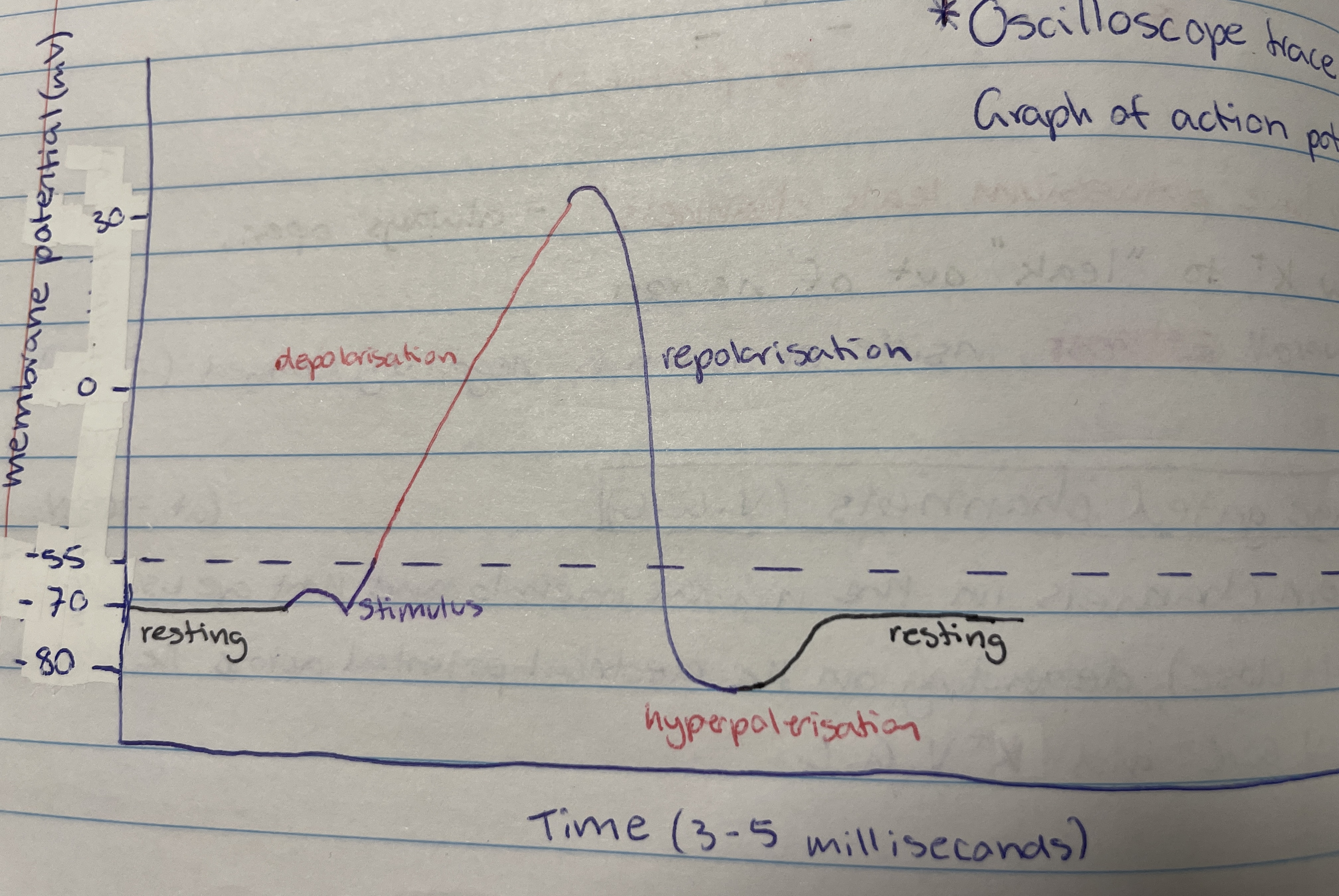 <p>Causes sodium voltage gated channels to open so Na+ goes into the neuron so it becomes less negative (-70mV to -55mV) - can be environmental stimulus or neurotransmitter binding to dendrite.</p>