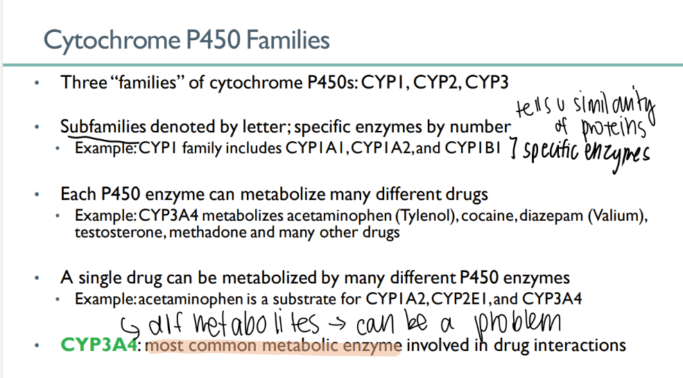 <p>by MANY different cytochrome p450 enzymes </p><p>different metabolites! (can be a problem) </p>