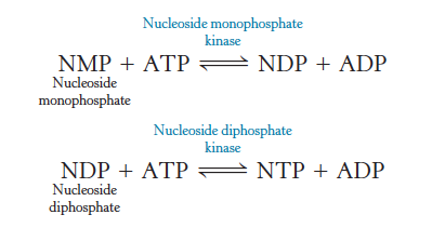 <p>Enzymes that phosphorylate nucleoside diphosphates</p>