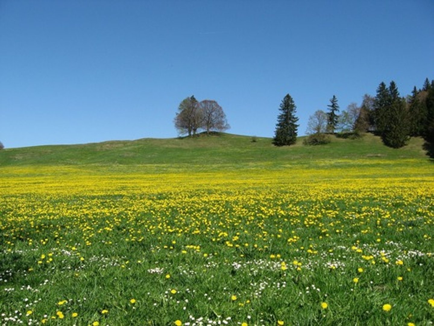 <p>Slås med lie för att få vinterfoder för djur. Stor artvariation p.g.a. föryngring</p>