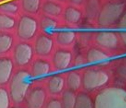 <p>Xylem cells with pores for horizontal transport.</p>