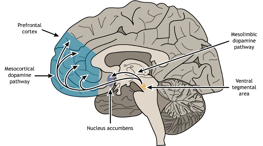 <p>Mesolimbic system - activated when rewarding stimuli is experienced</p>