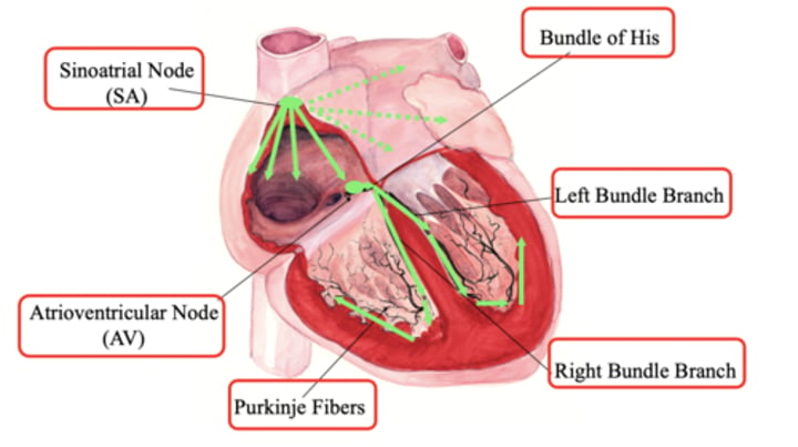 <p>SA node, AV node, bundle of his, right/left bundle branch, purkinje fibers</p>