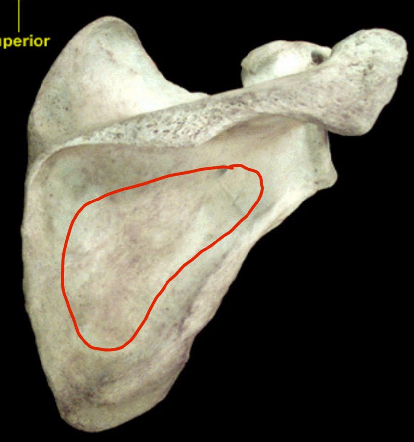 <p>What structure is this?</p>