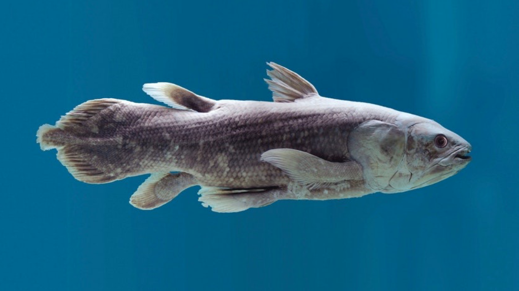 <p><span>Class Sarcopterygii</span><br><span>Subclass Coelacanthimorpha</span><br><span>Order Coelacanthiformes</span></p>