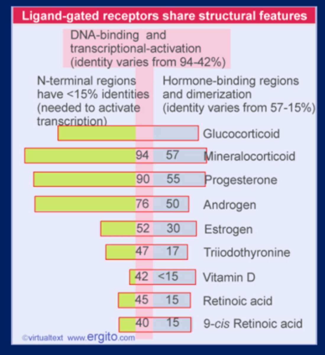 <p>-Each hormone is specific for a certain site on the DNA</p>