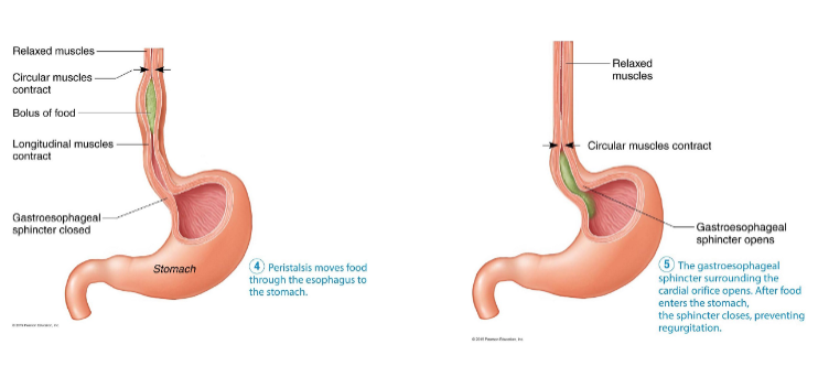 <ul><li><p>2 sphincters: upper and lower esophageal sphincters </p></li><li><p>peristalsis: (involuntary muscle movements controlled by oblongata) and facilitated by mucus produced by submucosal glands </p></li></ul><p></p>