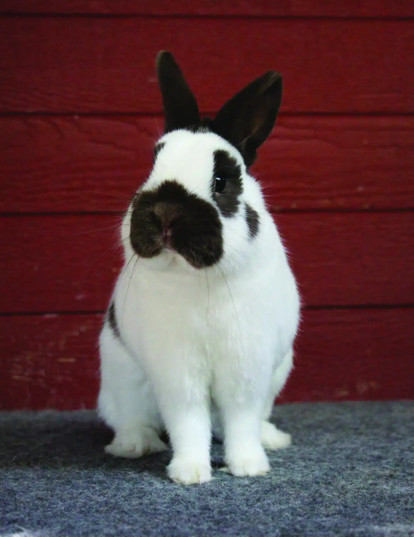 <p>What Breed Am I?</p>