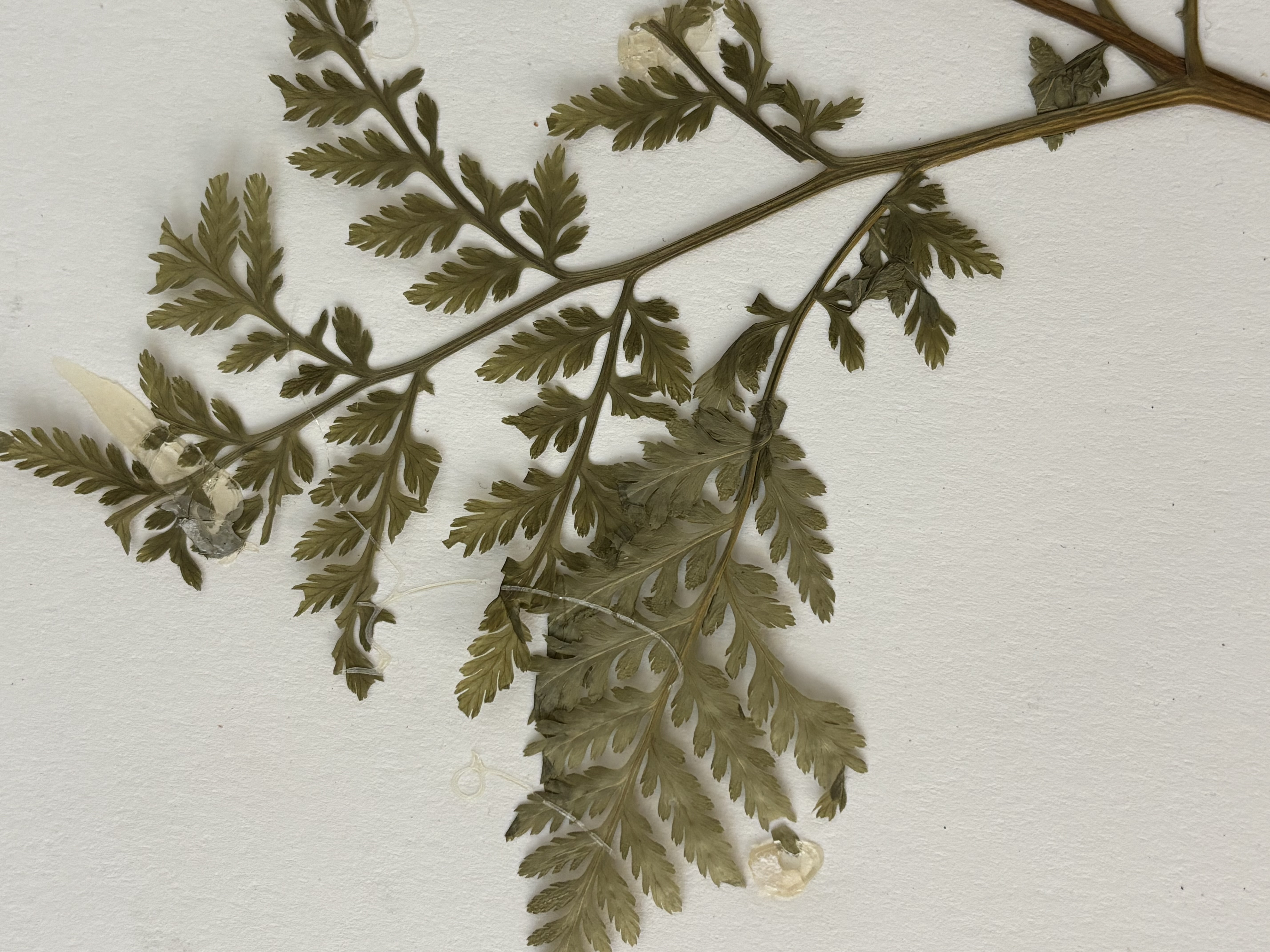 <p>Rattlesnake Fern</p>