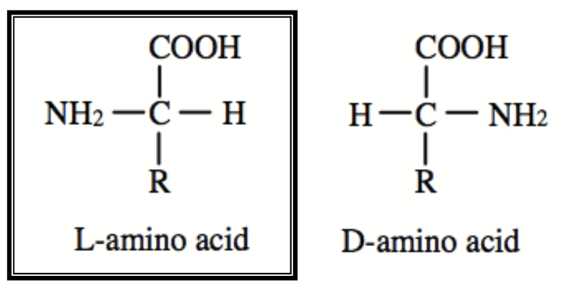 <ul><li><p>D vs L.</p></li><li><p>How all standard AAs exist (except for glycine).</p></li><li><p>L configuration of AAs is naturally occurring.</p></li><li><p>D configuration of AAs is made through post-translational modifications.</p></li></ul><p></p>