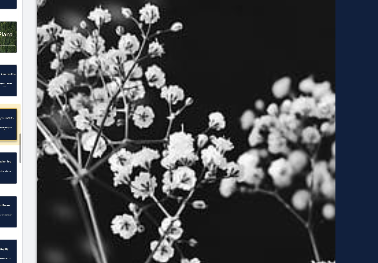 <p>Gypsophila elegans cv. </p>