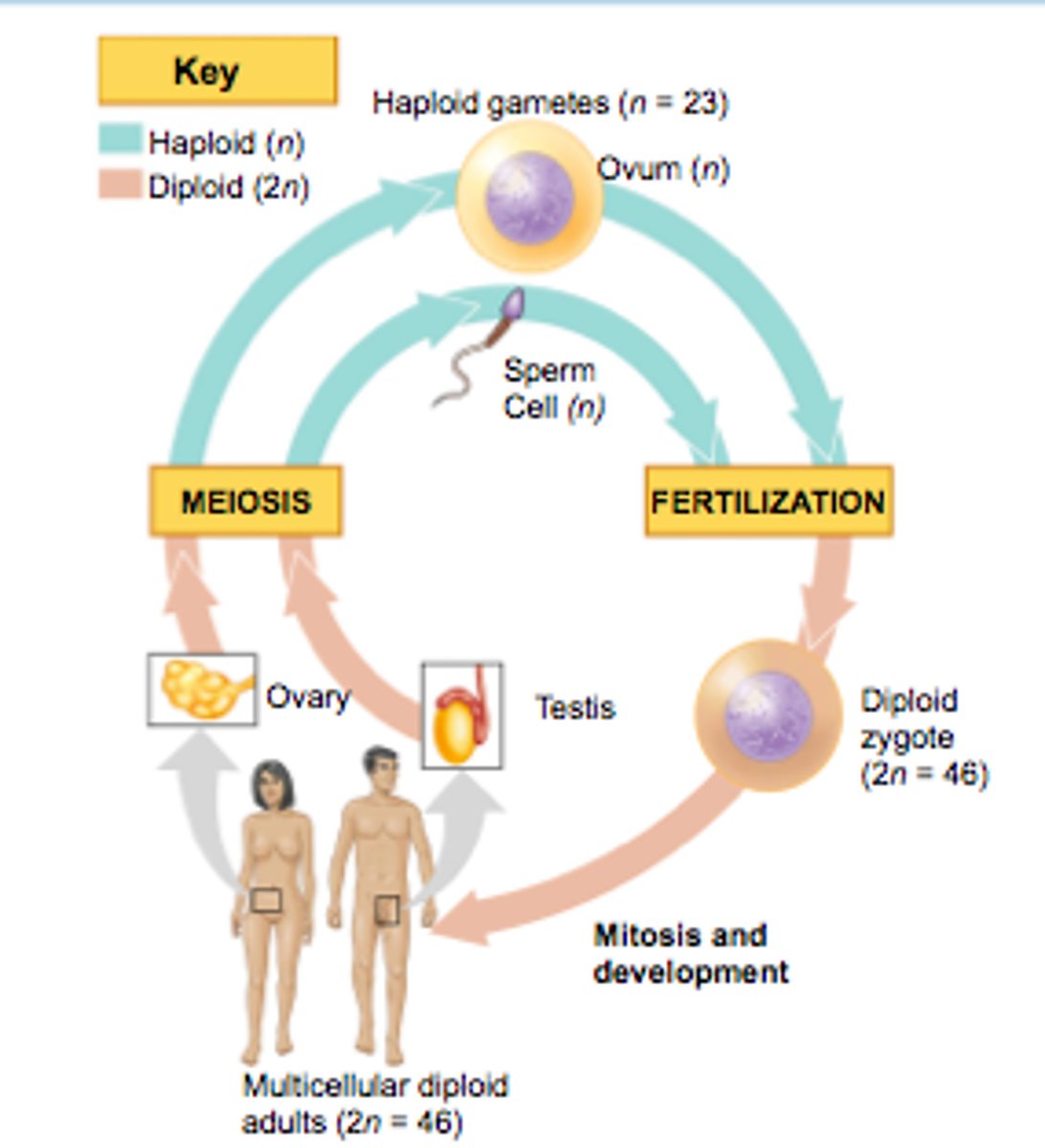 <p>Growth and reproduction of an individual</p>