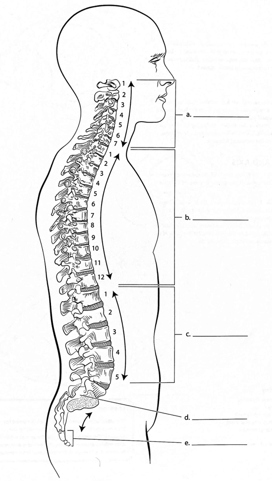 <p>ID → Cervical Vertebrae (Cervical Curvature) </p>