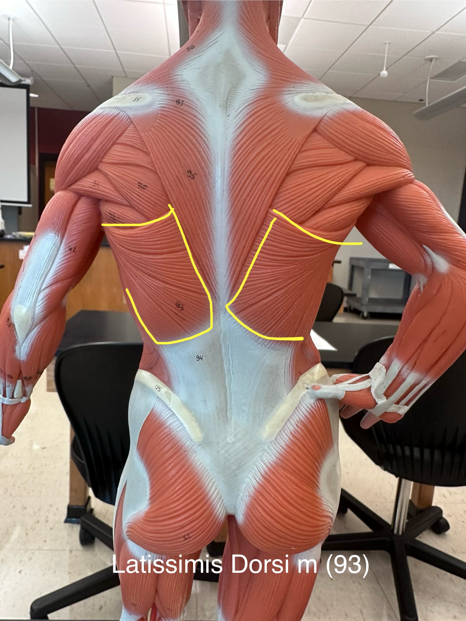<p>Latissimus dorsi muscle.  This muscle extends, adducts, and medially rotates the arm.</p>