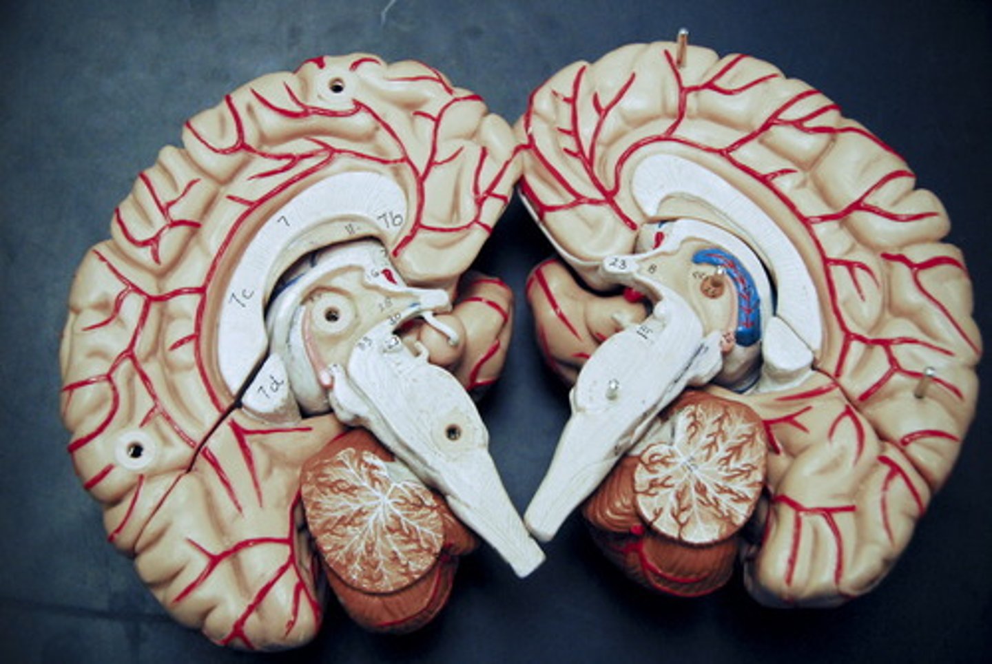 <p>"THE MASTER GLAND" the endocrine system's most influential gland</p><p>under the influence of the hypothalamus, the pituitary regulates growth and controls other endocrine glands</p>